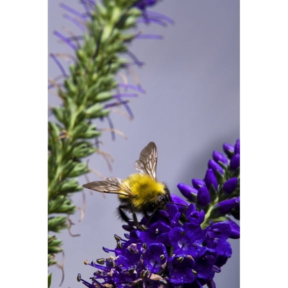 Posterazzi DPI1829897LARGE Bee On Purple Flowers Poster Print by Richard Wear, 24 x 36 - Large