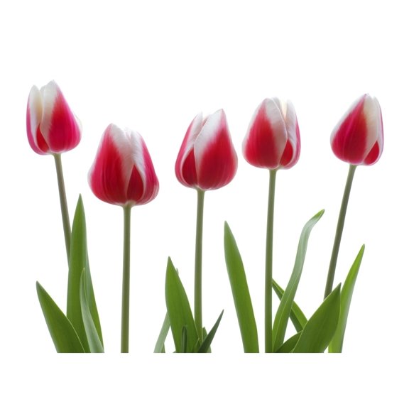 Posterazzi DPI1829968LARGE Row of Pink Tulips On White Background Poster Print by Chris & Kate Knorr, 36 x 26 - Large