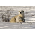 thumbnail image 1 of Posterazzi DPI1830258LARGE Polar Bear with Cub Watchee Churchill Canada Poster Print by Robert Brown, 34 x 22 - Large, 1 of 3