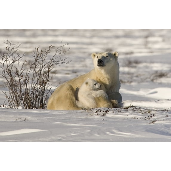 Posterazzi DPI1830258LARGE Polar Bear with Cub Watchee Churchill Canada Poster Print by Robert Brown, 34 x 22 - Large