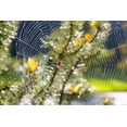 thumbnail image 1 of Posterazzi DPI1830298LARGE Spider On Web Poster Print by Craig Tuttle, 34 x 22 - Large, 1 of 4