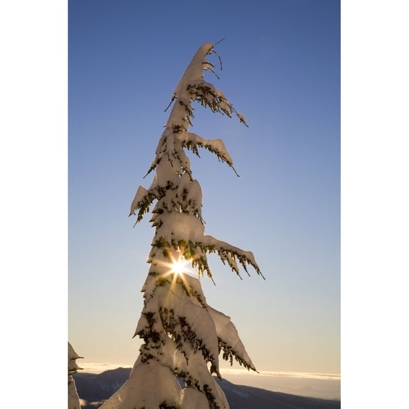 Posterazzi DPI1830311LARGE Sunlight Through Snow-Covered Tree Cascades Mountains Oregon United States of America Poster Print by Craig Tuttle, 22 x 34 - Large