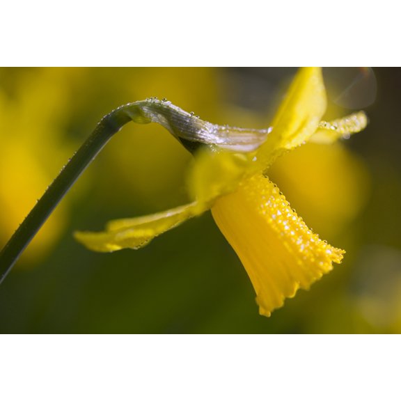 Posterazzi DPI1830328LARGE Rhododendrons Close-Up Poster Print by Craig Tuttle, 34 x 22 - Large