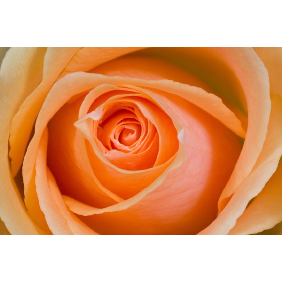Posterazzi DPI1830345 Orange Rose Poster Print by Craig Tuttle, 17 x 11