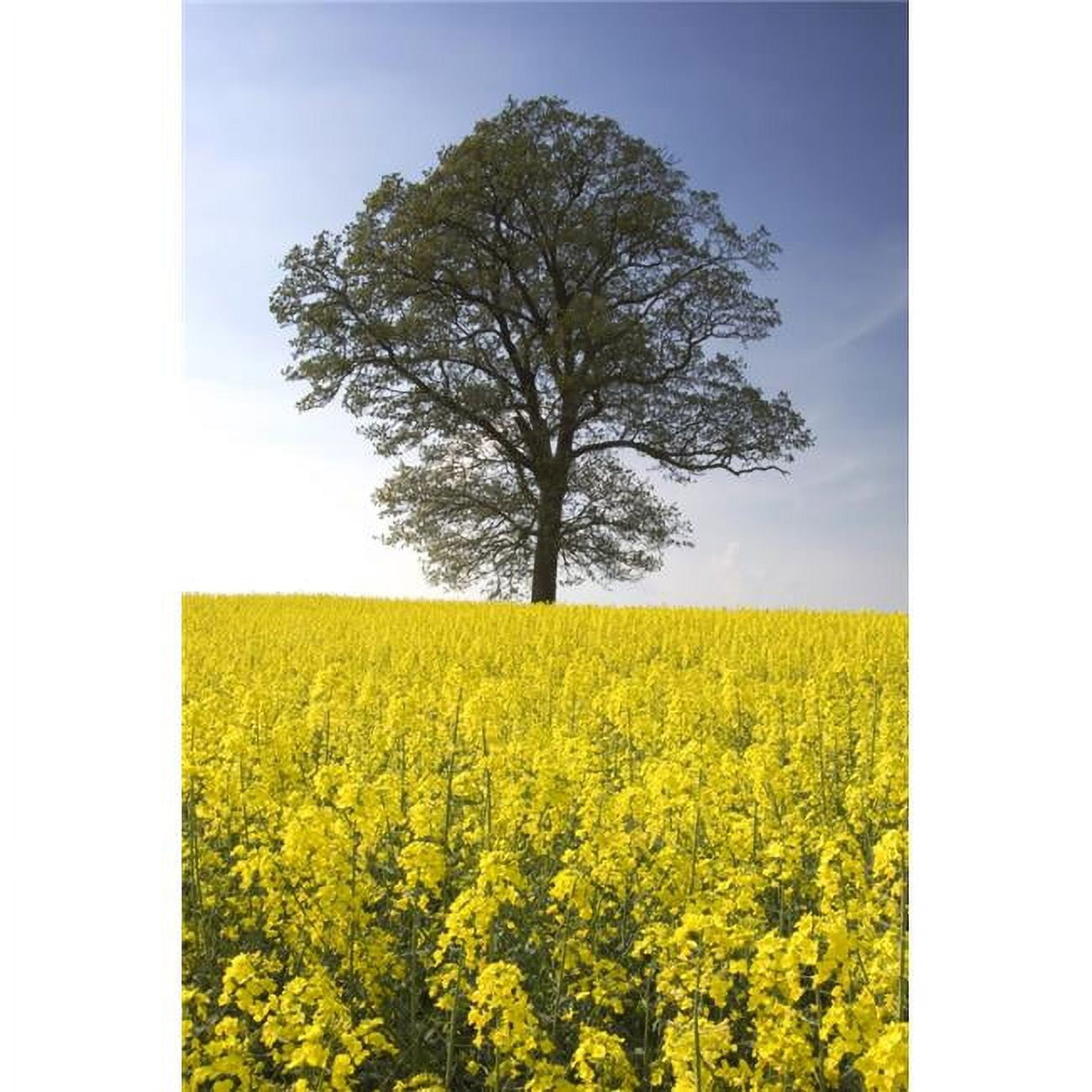 Posterazzi DPI1830856 Tree in a Rapeseed Field Yorkshire England Poster