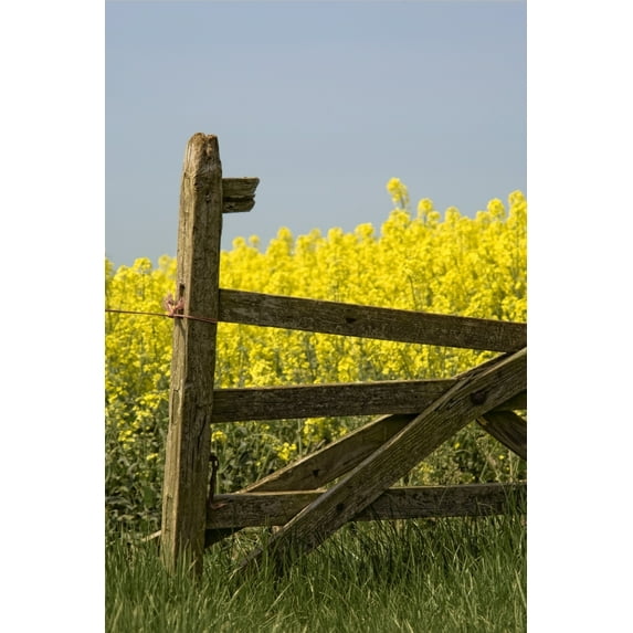 Posterazzi DPI1830859LARGE Gate Next To A Canola Field Yorkshire England Poster Print by John Short, 22 x 34 - Large