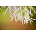 thumbnail image 1 of Posterazzi DPI1830894LARGE Delicate Petals Poster Print by Craig Tuttle, 38 x 24 - Large, 1 of 3
