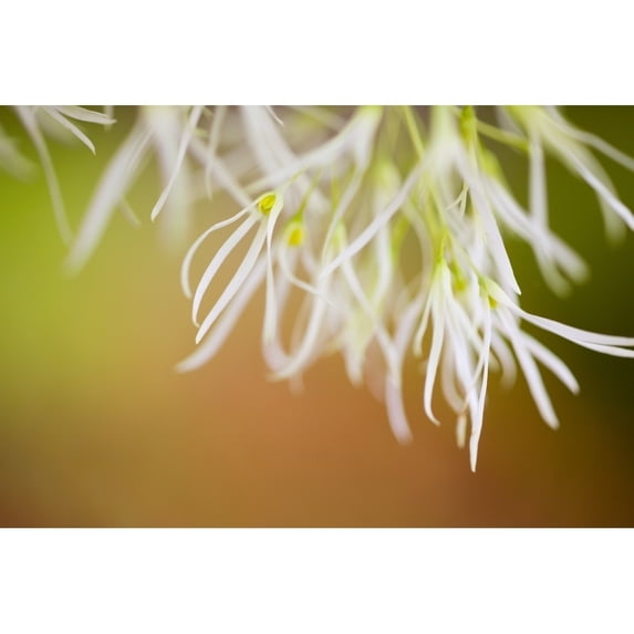Posterazzi DPI1830894LARGE Delicate Petals Poster Print by Craig Tuttle, 38 x 24 - Large