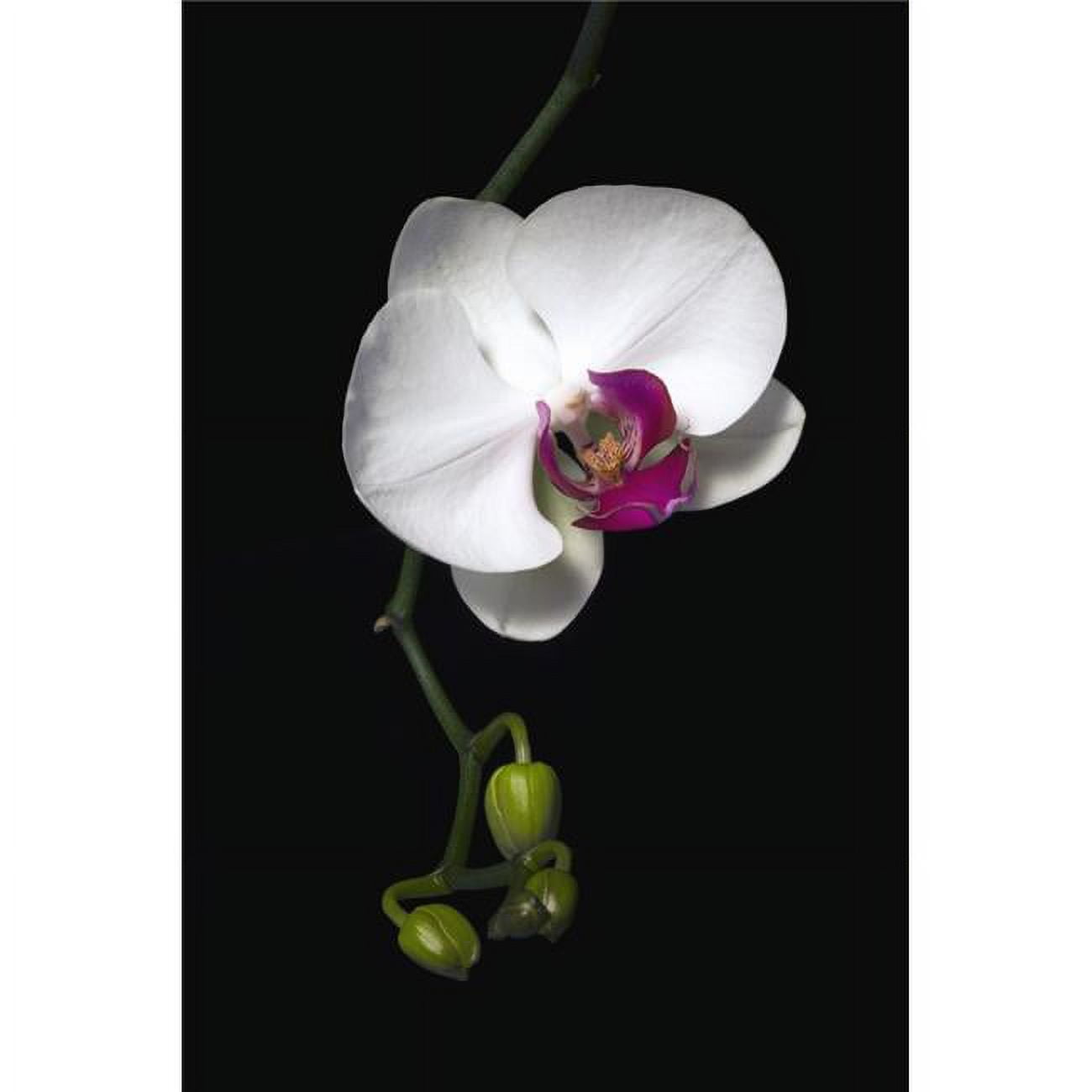 Posterazzi DPI1831101LARGE Orchid Poster Print by David Chapman, 24 x 36 -  Large