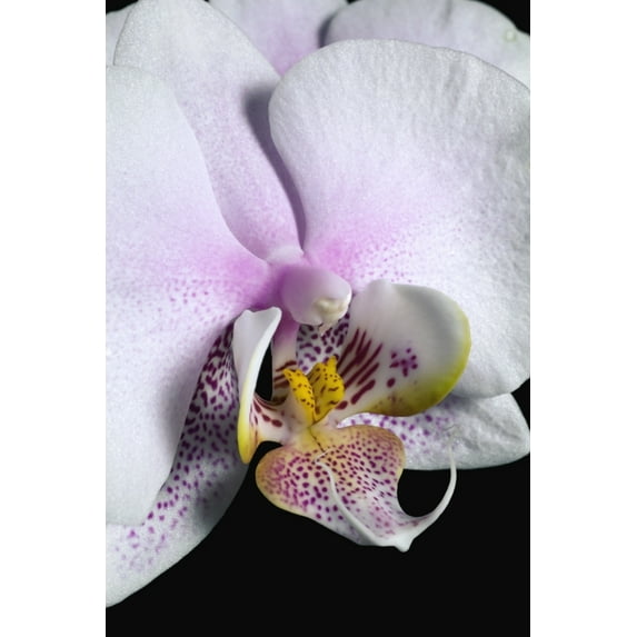 Posterazzi DPI1831109LARGE Orchid Poster Print by David Chapman, 24 x 36 - Large