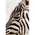 thumbnail image 1 of Posterazzi DPI1831555 Zebra Hippotigris Dolichohippus Poster Print, 12 x 19, 1 of 3