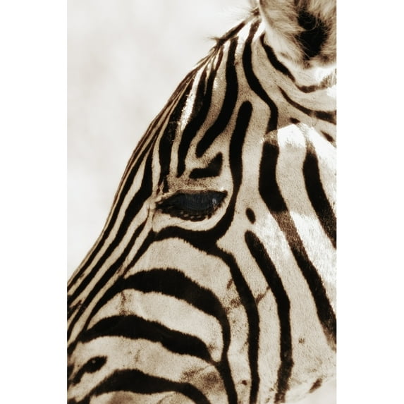 Posterazzi DPI1831555 Zebra Hippotigris Dolichohippus Poster Print, 12 x 19