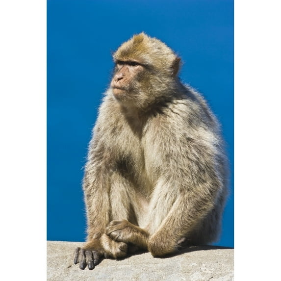 Posterazzi DPI1831745LARGE Gibraltar Barbary Macaque Macaca Sylvanus Poster Print, Large - 24 x 36