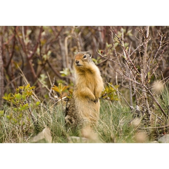 Posterazzi DPI1831869LARGE Colombian Ground Squirrel Poster Print, Large - 32 x 22