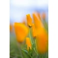 thumbnail image 1 of Posterazzi DPI1831934LARGE Furled Poppy Poster Print, Large - 26 x 40, 1 of 3