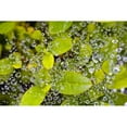 thumbnail image 1 of Posterazzi DPI1832007 Closeup of Morning Dew On Leaves Poster Print, 20 x 13, 1 of 4