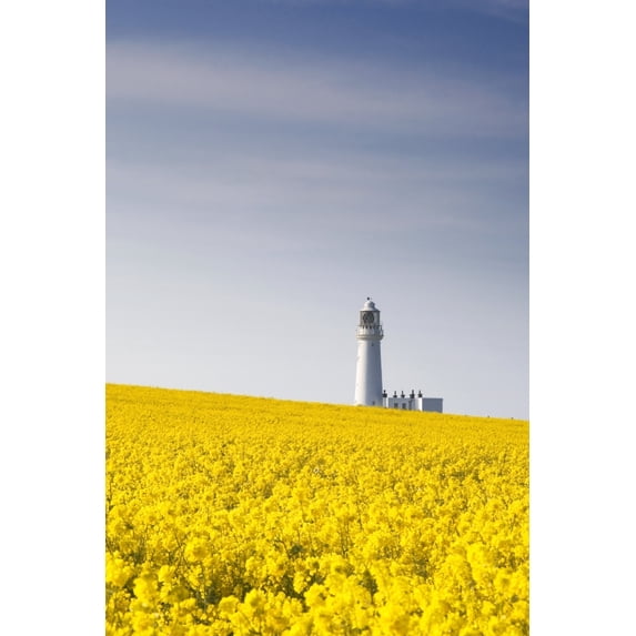 Posterazzi DPI1832028LARGE Field of Yellow Flowers Lighthouse Poster Print, Large - 22 x 34