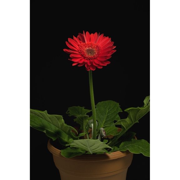 Posterazzi DPI1832547LARGE A Red Gerbera in A Pot Poster Print, Large - 24 x 36