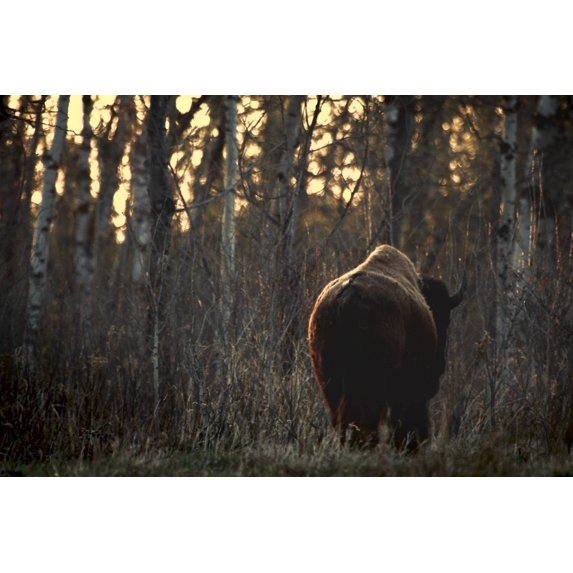 Posterazzi DPI1832667 Rear View of One Buffalo Poster Print, 18 x 12