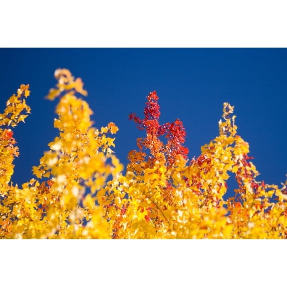 Posterazzi DPI1832744 Autumn Trees Poster Print, 20 x 13