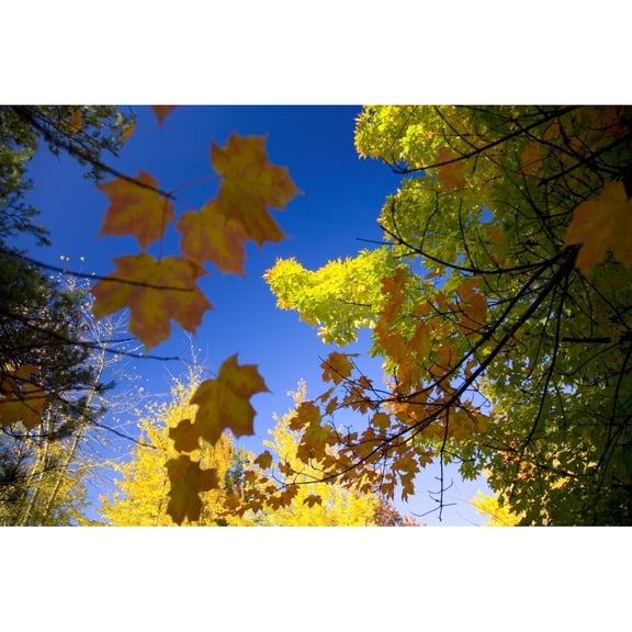 Posterazzi DPI1832745 Maple Trees in Autumn Poster Print, 20 x 13