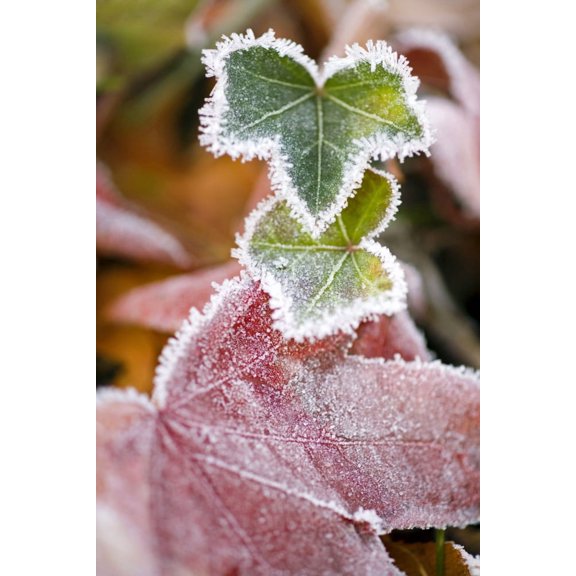 Frost On Autumn Leaves Poster Print (13 x 20)
