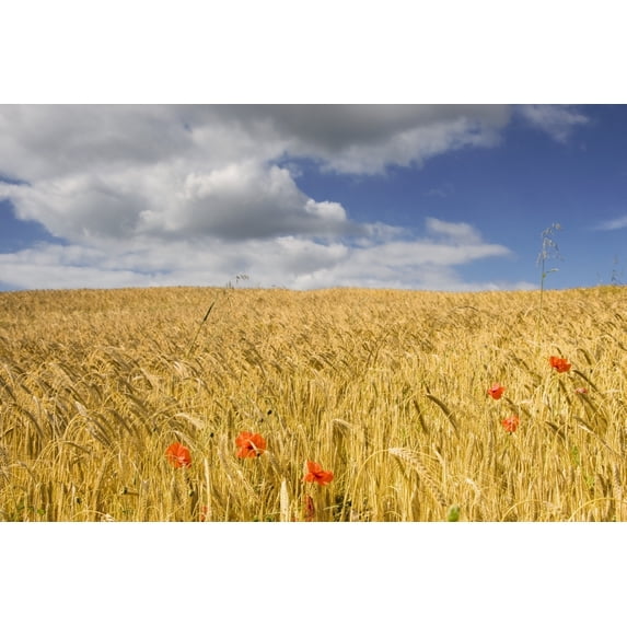 Posterazzi DPI1833364 Wild Poppies in Wheat Field North Yorkshire England Poster Print, 17 x 11