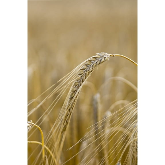 Posterazzi DPI1833430 Close-Up of Wheat Poster Print, 11 x 17