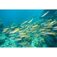 thumbnail image 1 of Posterazzi DPI1834606 Schooling Bigeye Snappers Poster Print, 18 x 12, 1 of 3