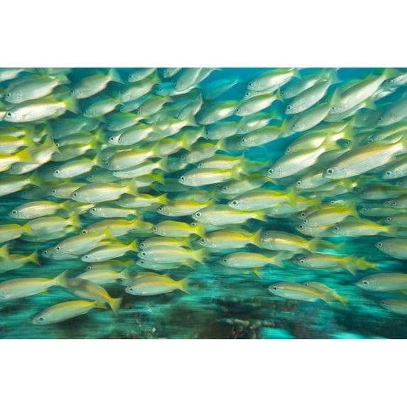 Posterazzi DPI1834607LARGE Schooling Bigeye Snappers Lutjanus Lutjanus Poster Print, Large - 36 x 24