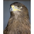 thumbnail image 1 of Posterazzi DPI1835785 Golden Eagle Aquila Chrysaetos Poster Print, 13 x 16, 1 of 3