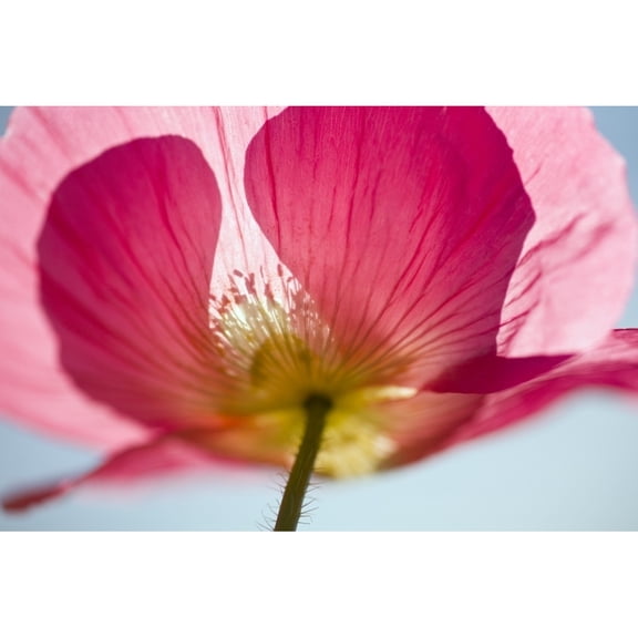 Posterazzi DPI1835875LARGE Pink Shirley Poppy Poster Print, Large - 40 x 26