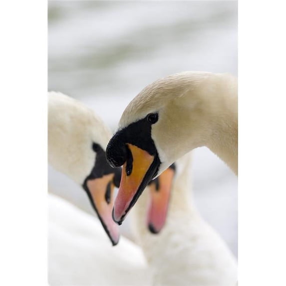 Posterazzi DPI1836035LARGE Swans Poster Print, Large - 24 x 38