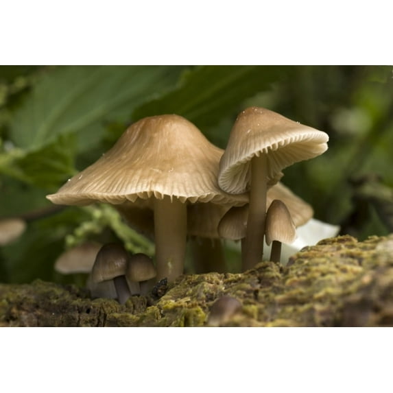 Posterazzi DPI1836225LARGE Mushrooms Poster Print, Large - 36 x 24