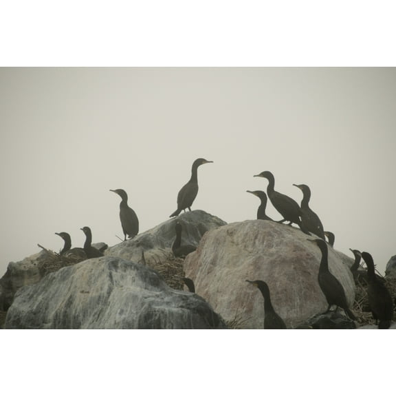 Posterazzi DPI1836678LARGE Birds On Rocks Poster Print, Large - 36 x 22