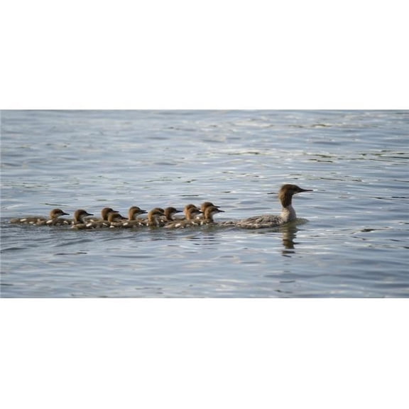 Posterazzi DPI1836752 Duck & Ducklings Swimming in A Row Poster Print, 21 x 9