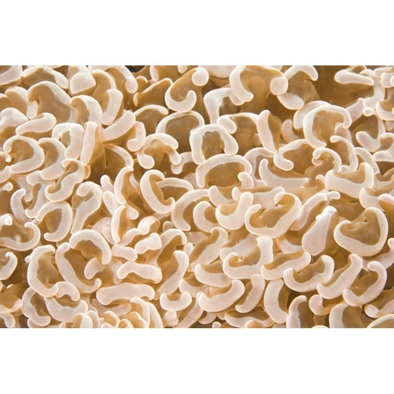 Posterazzi DPI1836960LARGE Puerto Galera Philippines Southeast Asia - Bubble Coral Poster Print, Large - 36 x 24