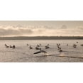 thumbnail image 1 of Posterazzi DPI1837423 Lake of The Woods Ontario Canada - Pelicans Floating On A Lake Poster Print, 21 x 10, 1 of 3