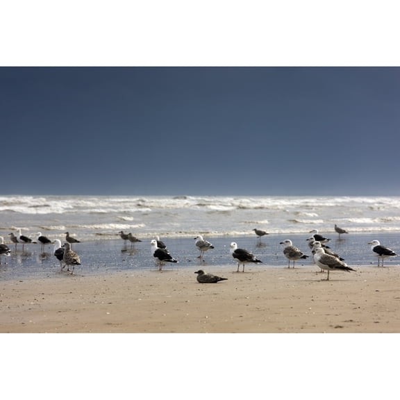 Posterazzi DPI1837615LARGE East Riding Yorkshire England - Terns & Gulls On The Foreshore Poster Print, Large - 36 x 24