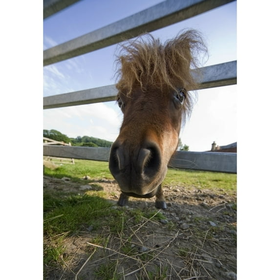 Posterazzi DPI1837626 North Yorkshire England - Horse Looking Through Fence Poster Print, 11 x 17