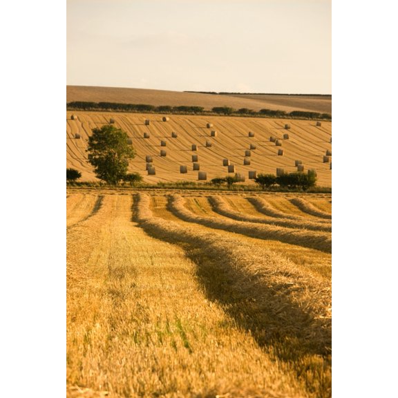 Posterazzi DPI1841965LARGE Farmers Field North Yorkshire England Poster Print, Large - 24 x 36