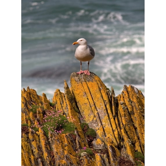Posterazzi DPI1843656LARGE A Herring Gull Colonsay Scotland Poster Print, Large - 24 x 32