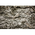 thumbnail image 1 of Posterazzi DPI1843870 Bark On A Tree Poster Print, 18 x 12, 1 of 4