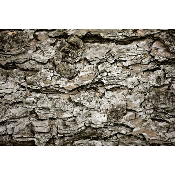 Posterazzi DPI1843870 Bark On A Tree Poster Print, 18 x 12