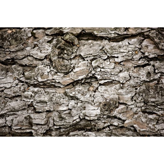 Posterazzi DPI1843870LARGE Bark On A Tree Poster Print, Large - 36 x 24