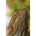 thumbnail image 1 of Posterazzi DPI1844613 Bearded Dragon Lizard Poster Print, 12 x 19, 1 of 1