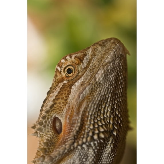 Posterazzi DPI1844613 Bearded Dragon Lizard Poster Print, 12 x 19