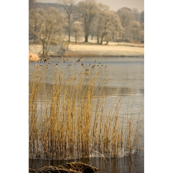 Posterazzi DPI1844667LARGE Frozen Water Around Reeds At Shoreline Poster Print, Large - 24 x 36