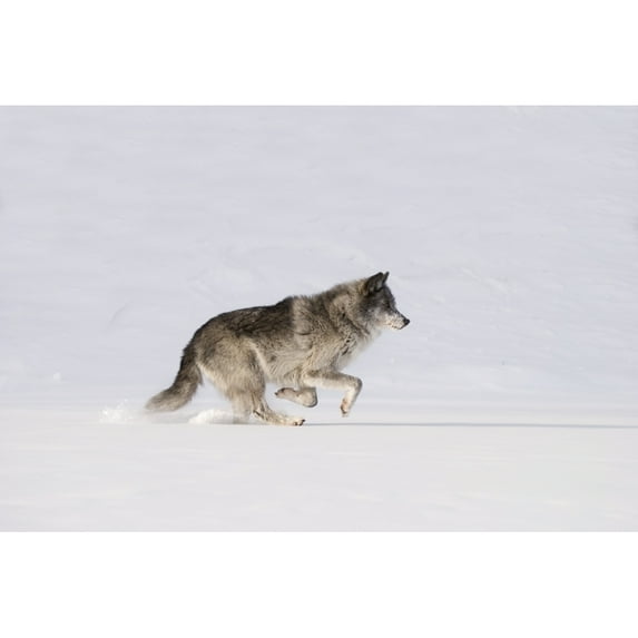 Posterazzi DPI1844766 Wolf Running in The Snow Poster Print, 17 x 11