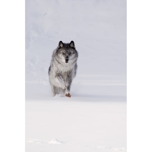 Posterazzi DPI1844768 Wolf Running in The Snow Poster Print, 11 x 17